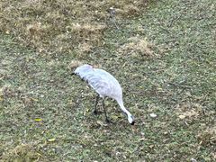 -北京麋鹿生态实验中心