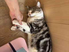 -MOCHA明星猫咖(田子坊店)