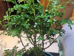 -千代武日本料理(爱建店)