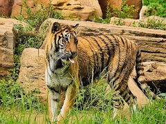 -北京野生动物园