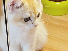 -猫十亿·布偶金渐层·曼基康矮脚猫舍(青年路店)