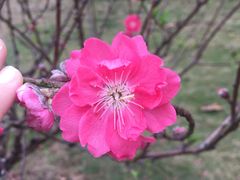 -南国桃园旅游度假区