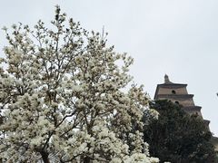 -大慈恩寺(大雁塔)