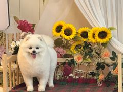 -喜洋洋宠物医院(震川路总店)