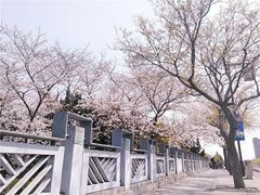 -嘉定紫藤园