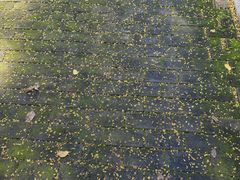 -洛阳市隋唐城遗址植物园