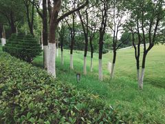 -合肥滨湖国家森林公园