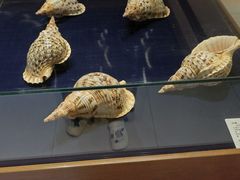 -青岛贝壳博物馆