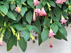 -悦哉·派对·草坪婚礼·围炉煮茶(三圣乡店)