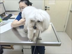 -爱妮康宠物医院·干细胞免疫细胞·肿瘤·心脏(张江店)