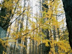 -塞罕坝国家级自然保护区