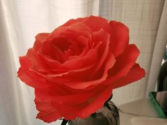 -小西家作(富力爱丁堡店)