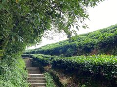 -西湖风景区十里琅珰-五云山