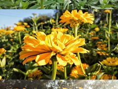 -莲花山花海