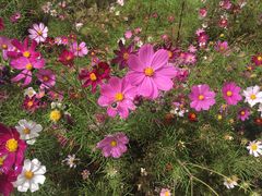 -稻城亚丁风景区-电瓶观光车售票处