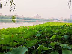 -莲花池公园