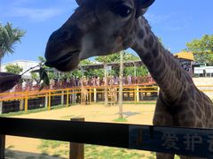 -西霞口神雕山野生动物世界