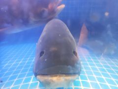 -姜君·千岛湖鱼头馆(浦东大道店)