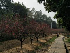 -南国桃园旅游度假区