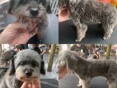 -优缇多格专业宠物美容师培训学校