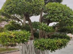 -铁山坪森林公园