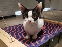 -momokira米努特·德文卷毛猫·棉花面纱犬