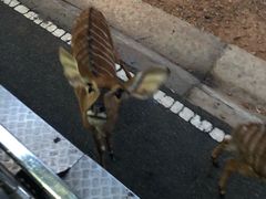 -清迈夜间动物园