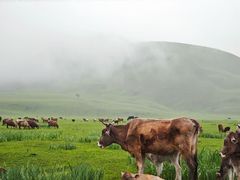 -新疆那拉提国家旅游度假区