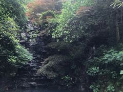 -十八棵（老龙井）御茶园(老龙井店)