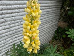 -苏州上方山国家森林公园