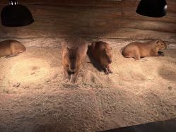 -Zoolung Zoolung动物主题公园(海信广场店)