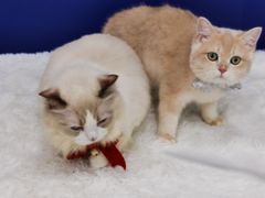 -爱洗澡的猫(天河路店)