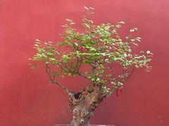-西安市广仁寺