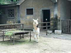 -昆明动物园