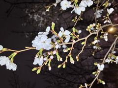 -西北湖绿化广场