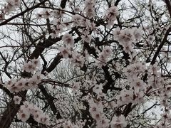-桃花堤公园