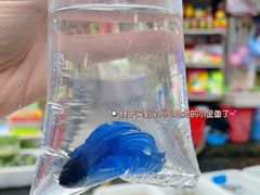 -清平路水族市场