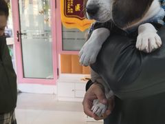 -全心全意连锁动物医院·微创中心·内科急重症·心脏专科(丰管路店)