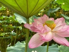 -陈家山荷花公园