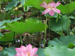 -莲花池公园