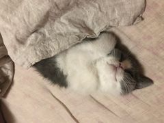 -猫大福·Fortune Cat猫舍(百子湾店)