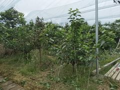 -樱桃山旅游景区