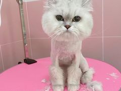 -猫苑生活馆