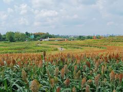 -三圣花乡旅游区