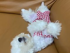 -翊宠yipet猫狗购宠庄园犬舍•猫舍