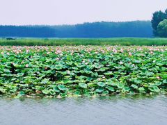 -微山湖红荷湿地景区