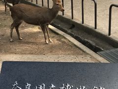 -料亭菊水楼