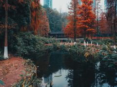 -重庆彩云湖湿地公园