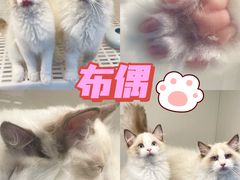 -lincat·猫舍(广州店)