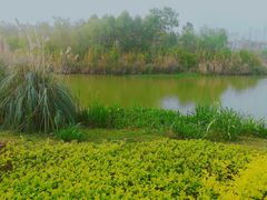 -白鹭湾湿地公园